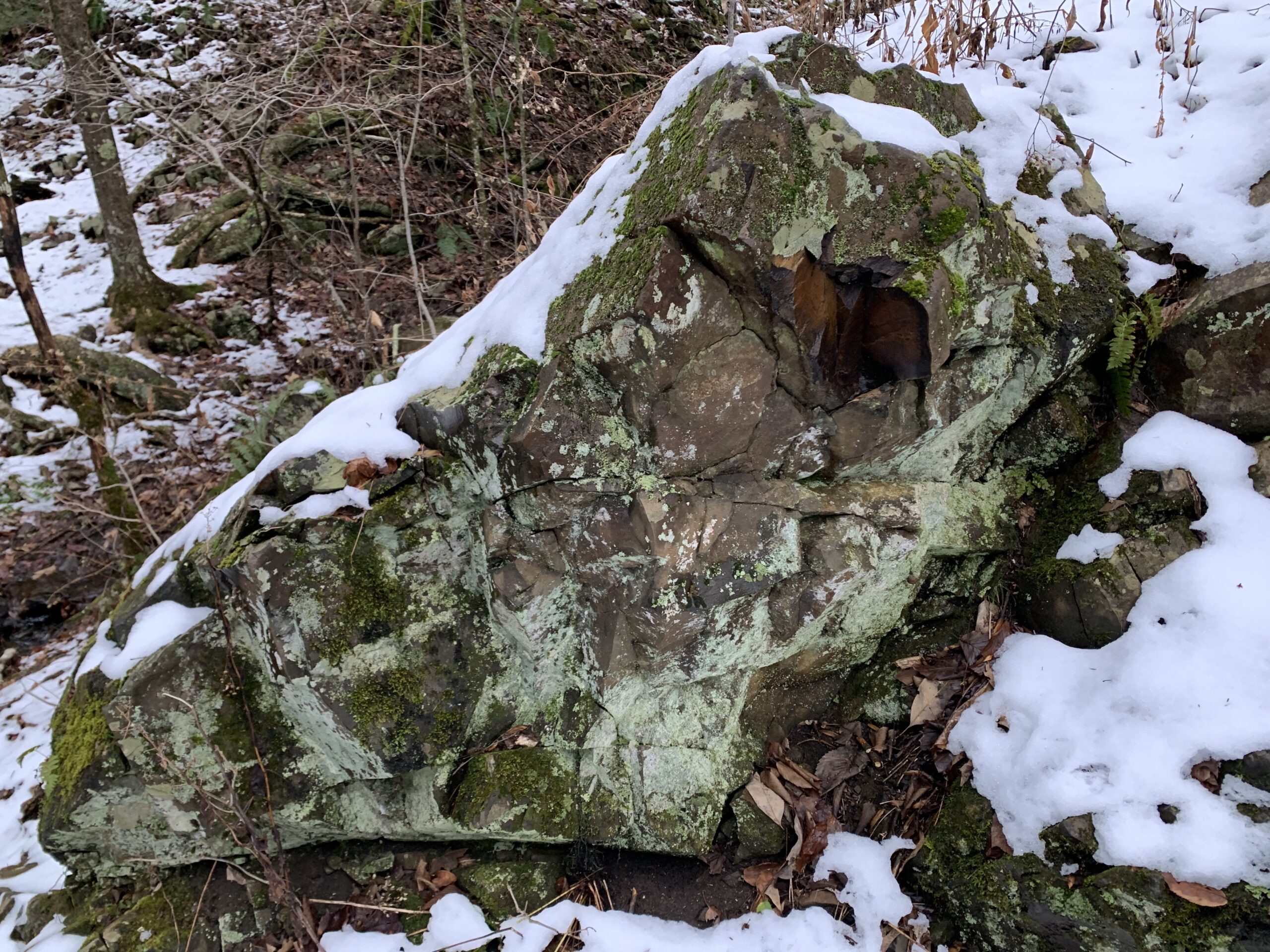 dragon skull in the winter forest
