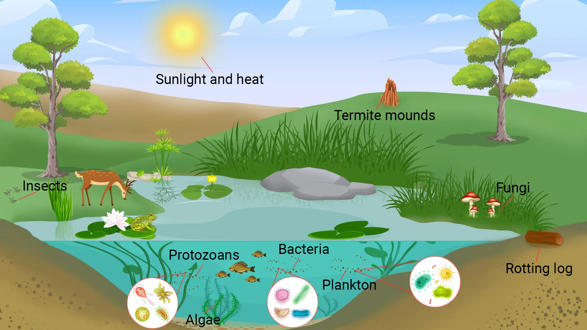 ecosystem diagram